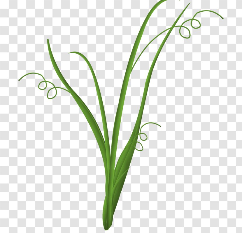 Elements, Hong Kong - Flora - Green Grass Transparent PNG