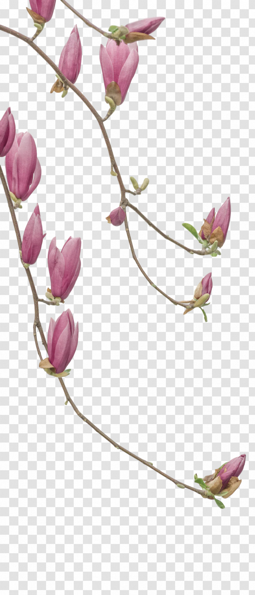 Floral Design Transparent PNG