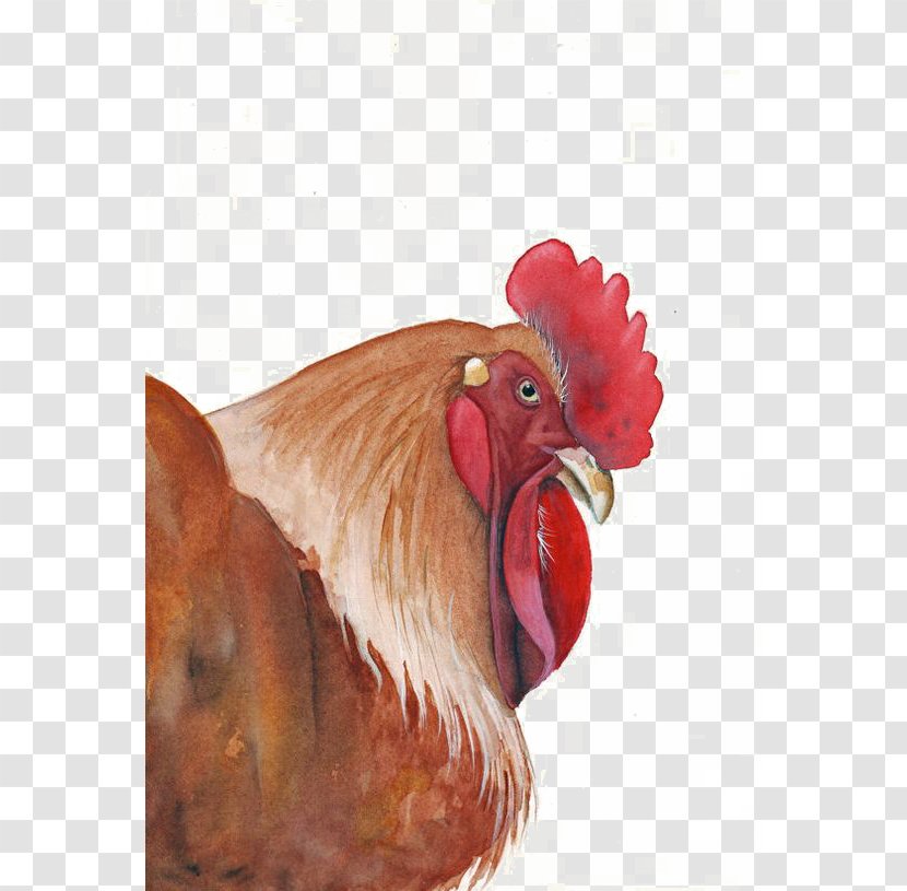 Rooster Chicken Watercolor Painting Art - Galliformes - Cock Transparent PNG