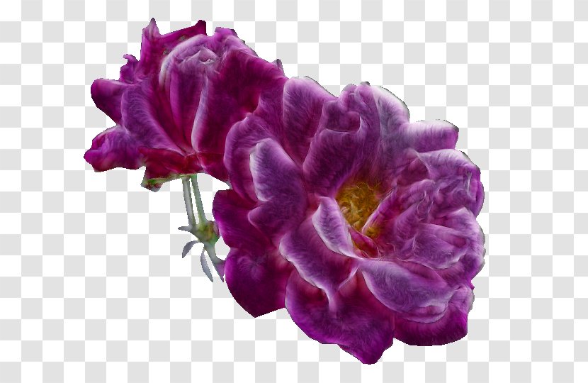 Flower Rose Clip Art - Creative Pull Purple Flowers Free Transparent PNG