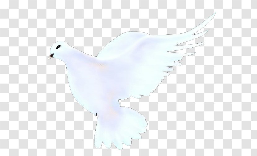 Bird Drawing - Swans - Peace Transparent PNG