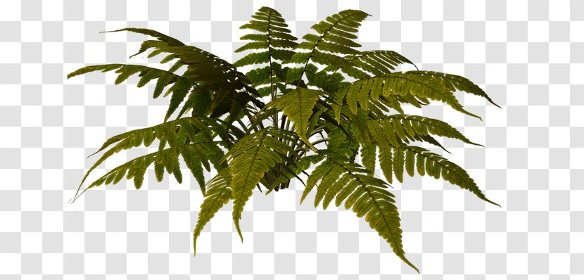 Fern Vascular Plant Russia Houseplant - Ferns And Horsetails Transparent PNG