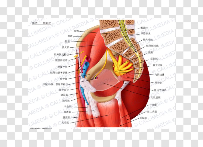 Sacral Plexus Nerve Lumbar Anatomy Pudendal - Frame - Sacrum Transparent PNG