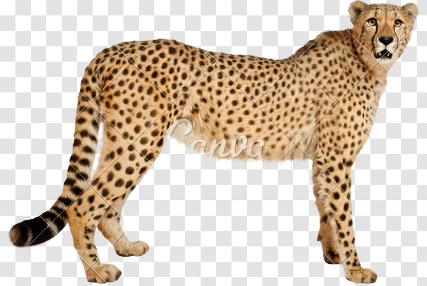 Cheetah Leopard Cat Jaguar Stock Photography - Puma Transparent PNG
