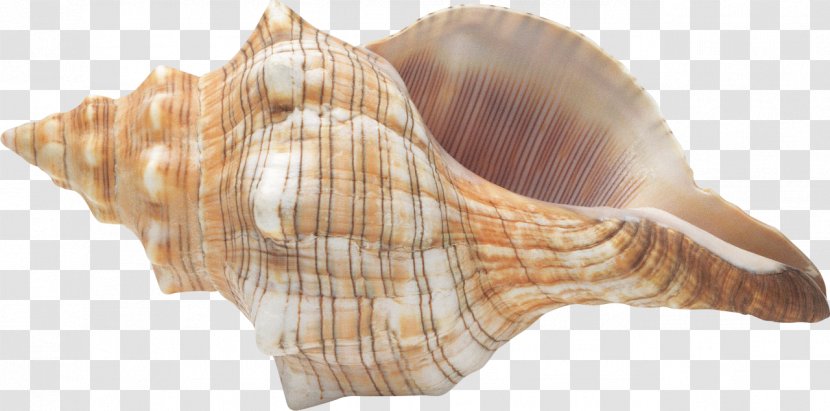 Conch Seashell Digital Image Clip Art - Resolution - Shell Sketch Transparent PNG