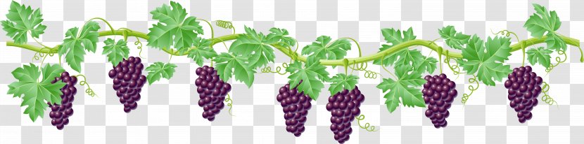 Vine Grape Clip Art - Purple - Grapes Transparent PNG