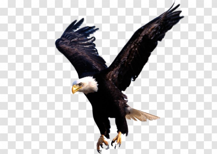 United States Mazetron Business Lahai Roi Prophetic Ministries - Art - Eagle Transparent PNG