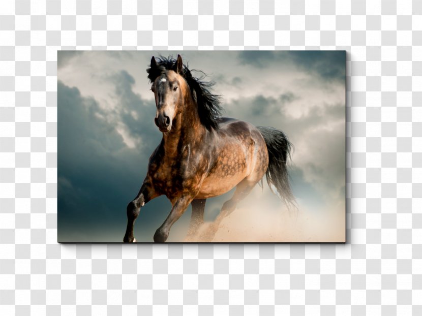 Gallop Mustang Thoroughbred Desktop Wallpaper Pony - Parure De Lit - Galloping Horse Transparent PNG