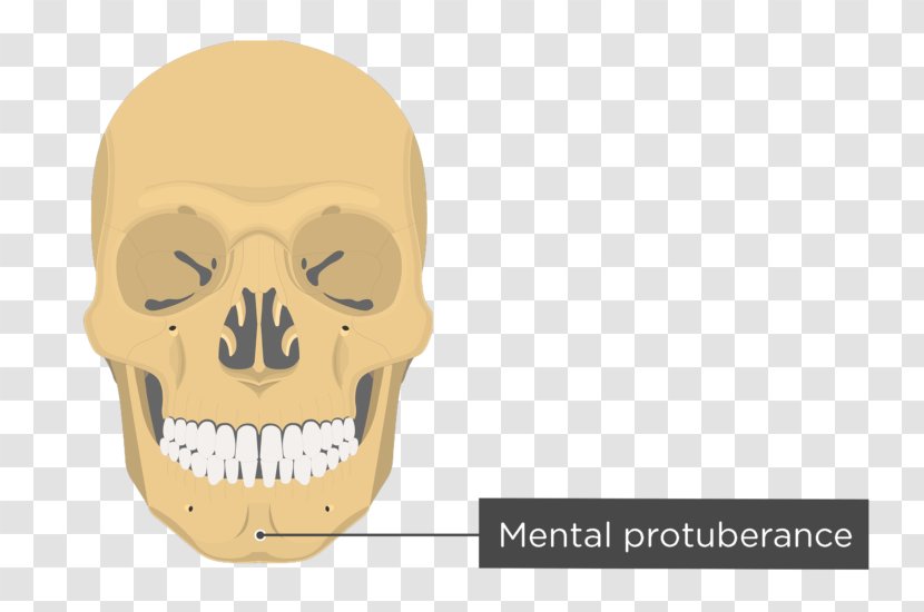 Zygomatic Process Of Temporal Bone Frontal - Arch - Skull And Transparent PNG