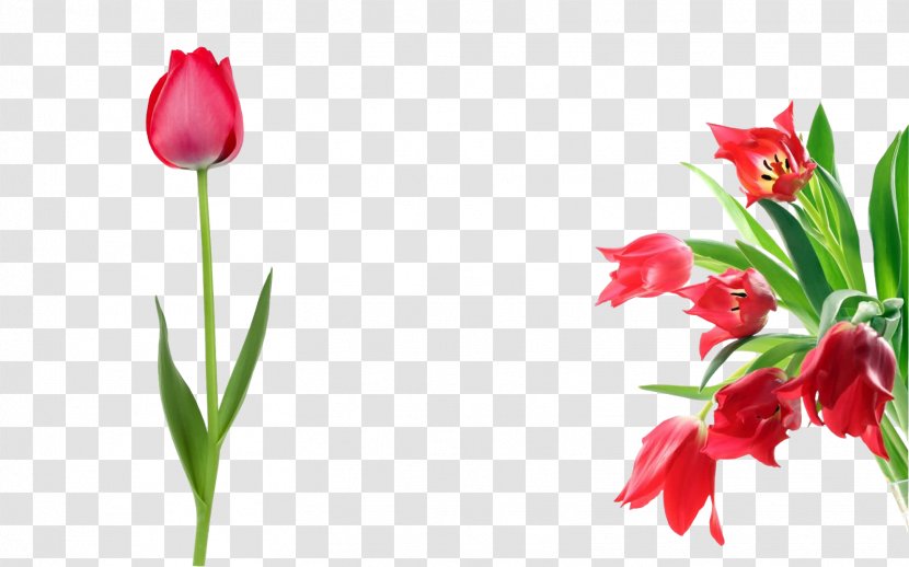 Tulip Photography Flower - Petal Transparent PNG