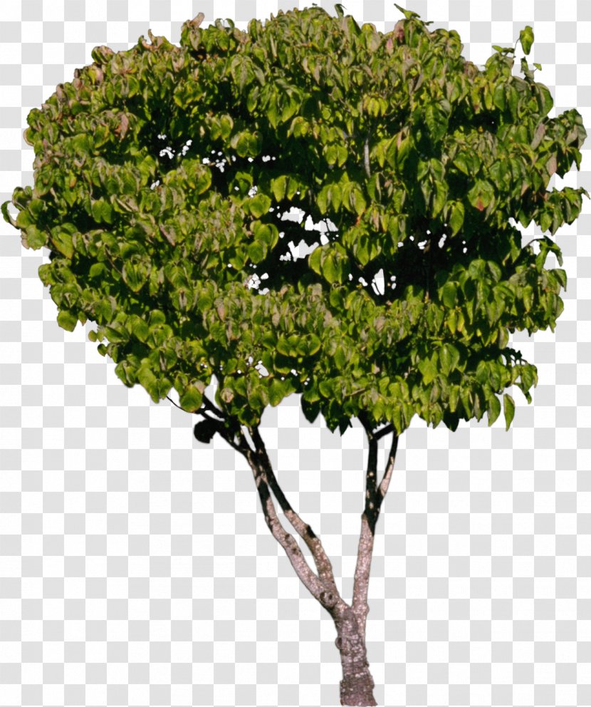 Tree Shrub Plant - Green - Bushes Transparent PNG