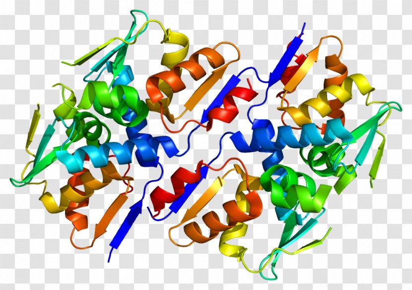 Homo Sapiens BACH1 Protein Gene Transcription Factor - Cartoon - Watercolor Transparent PNG