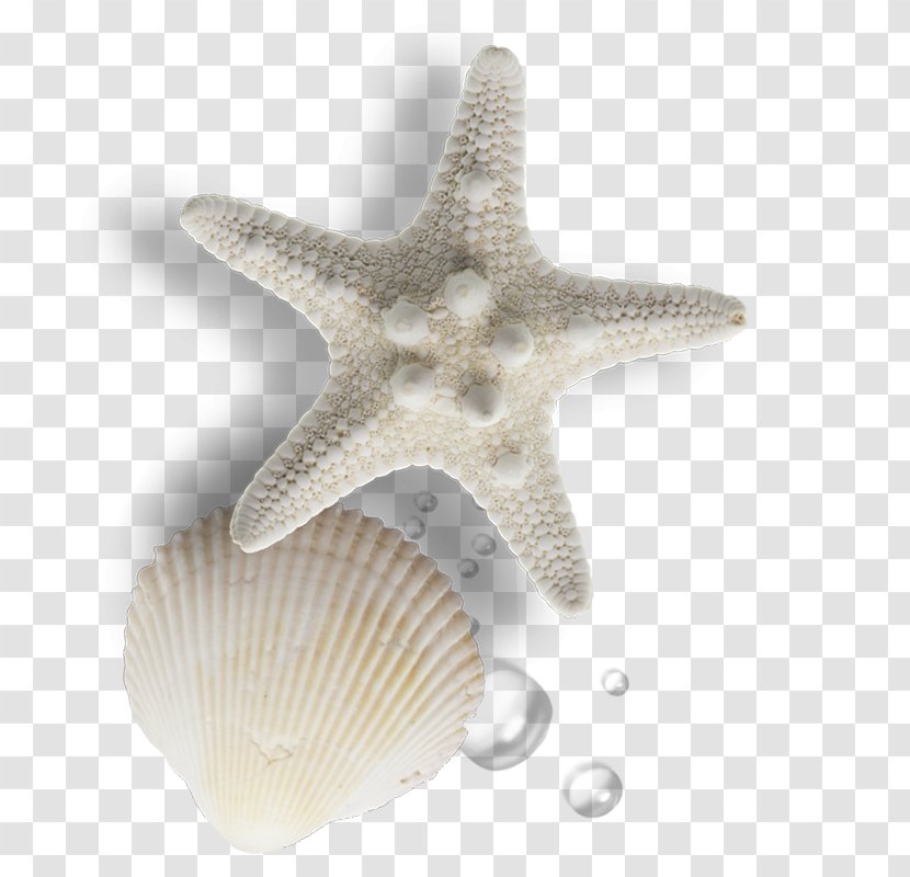 Seashell Gratis Pearl - Sea - Shells Transparent PNG