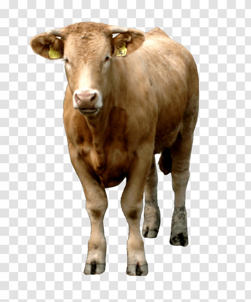 Beef Cattle Livestock - Brown Cow Image Transparent PNG