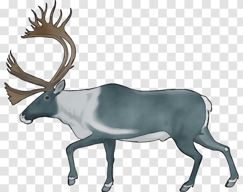 Reindeer - Deer - Moose Horn Transparent PNG
