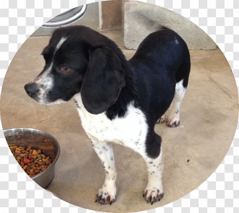 Treeing Walker Coonhound Beagle Old Danish Pointer Dog Breed Black And Tan - Rare Transparent PNG