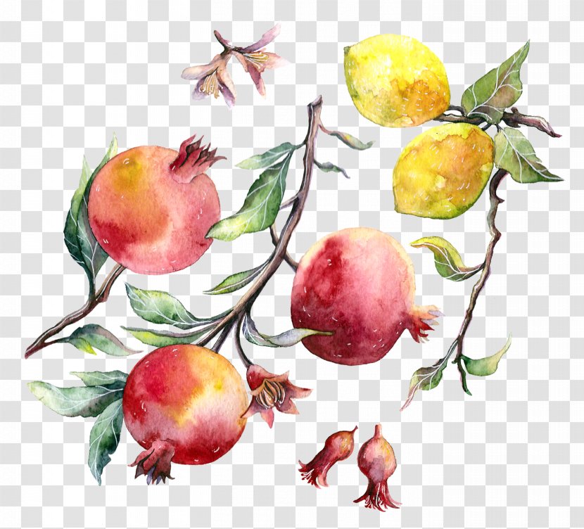 Pomegranate Vegetarian Cuisine Watercolor Painting Apple - Still Life Transparent PNG