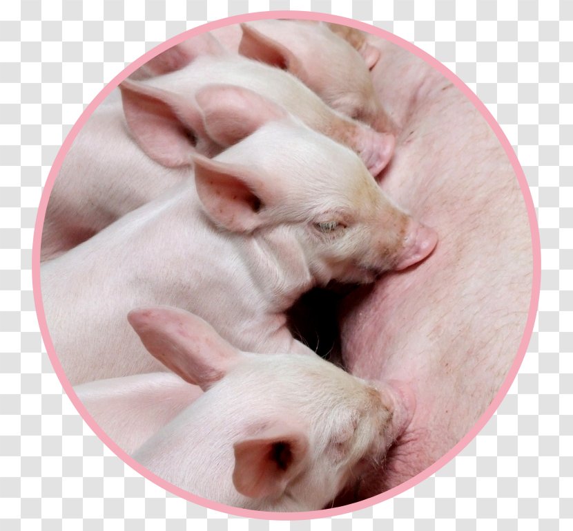 Domestic Pig Animal Husbandry Farming - Ceva Transparent PNG
