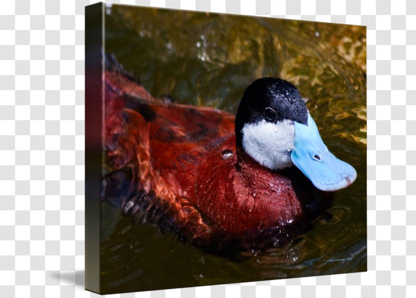 Mallard Duck Beak Fauna - Bird Transparent PNG