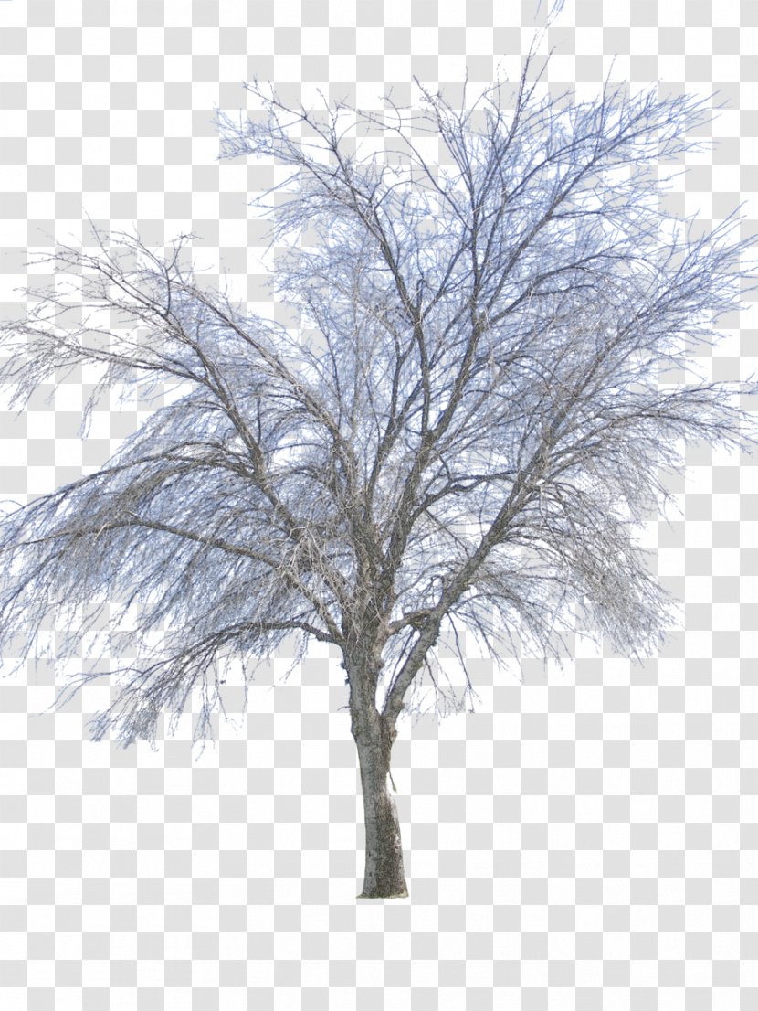 Twig Tree Winter - Sky - Vector Transparent PNG
