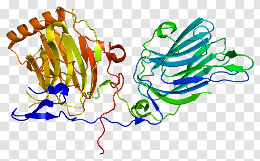 GAS6 Protein Receptor Tyrosine Kinase Gla Domain - Flower - Granule Transparent PNG