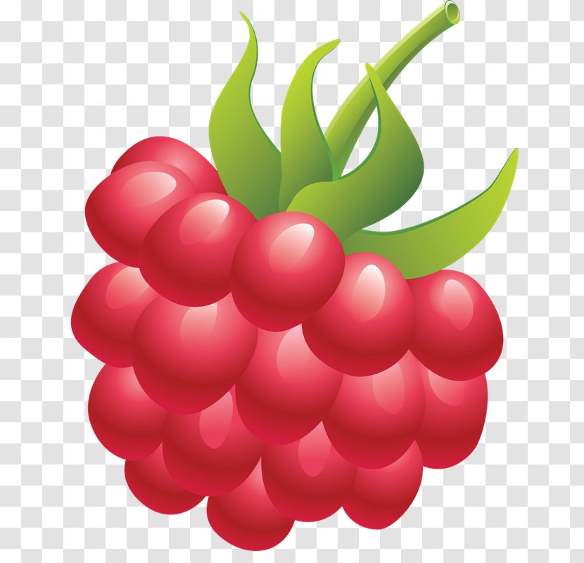 Clip Art Red Raspberry Berries Transparent PNG