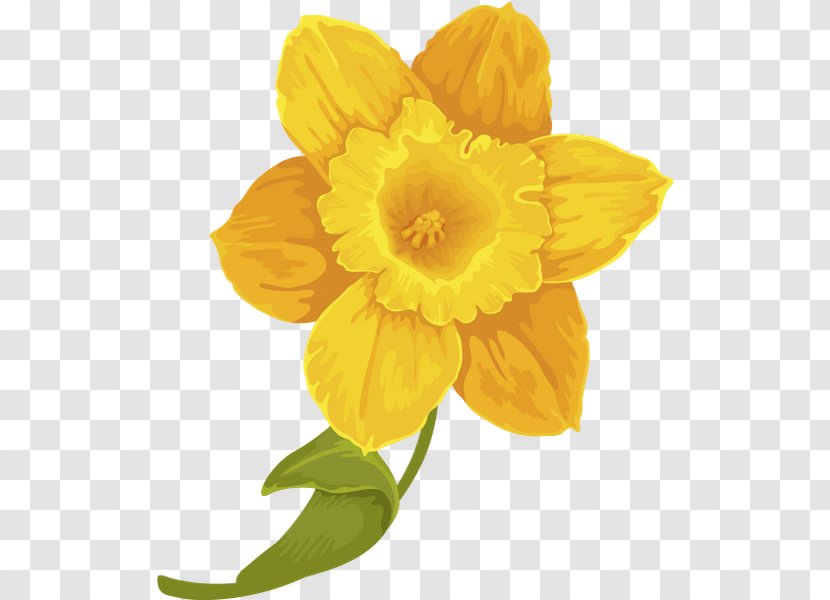 Narcissus Canna - Plant Transparent PNG