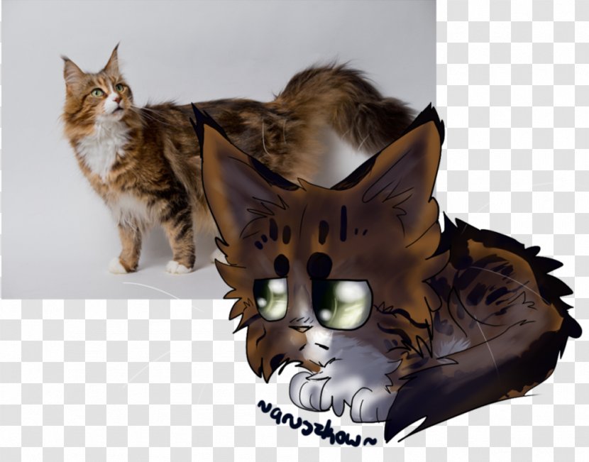 Maine Coon Kitten Raccoon Breed - Snout Transparent PNG