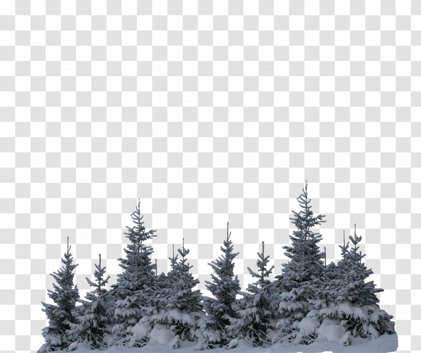 Christmas Black And White - Oregon Pine - Blizzard Sitka Spruce Transparent PNG