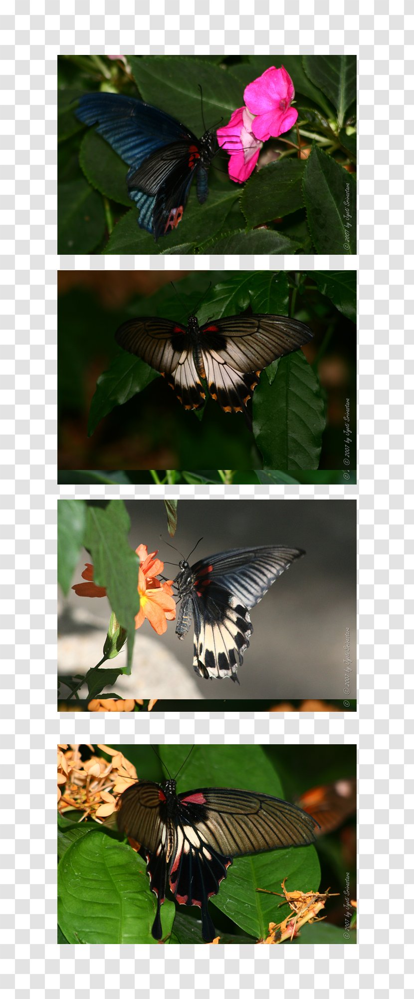 Butterfly Peggy Notebaert Nature Museum Natural History Fauna - Flora Transparent PNG