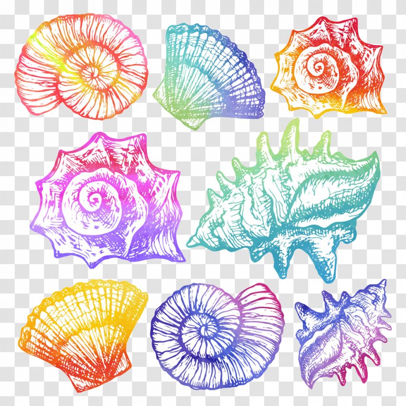 Watercolor Painting Cartoon Seashell Illustration - Flower - Vector Conch Transparent PNG