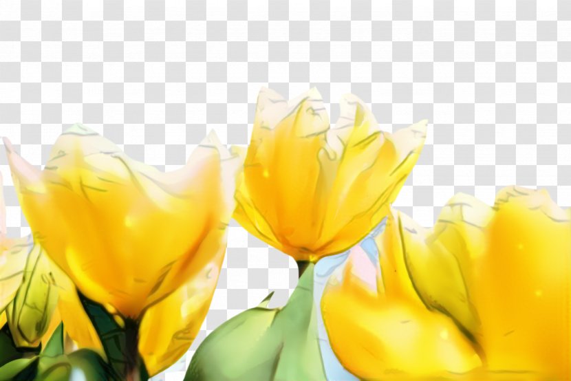 Lily Flower Cartoon - Family - Crocus Wildflower Transparent PNG