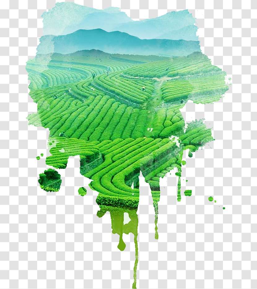 Green Tea Garden Culture - Template Transparent PNG