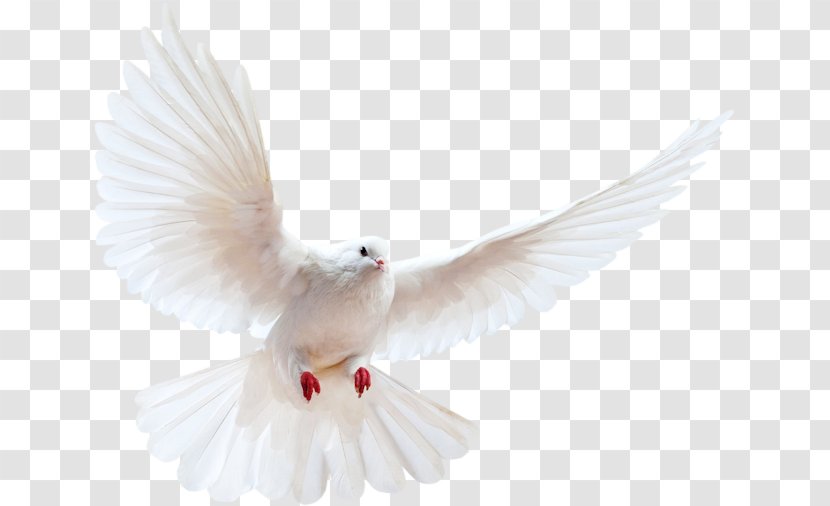 Homing Pigeon Bird Clip Art Release Dove Transparent PNG