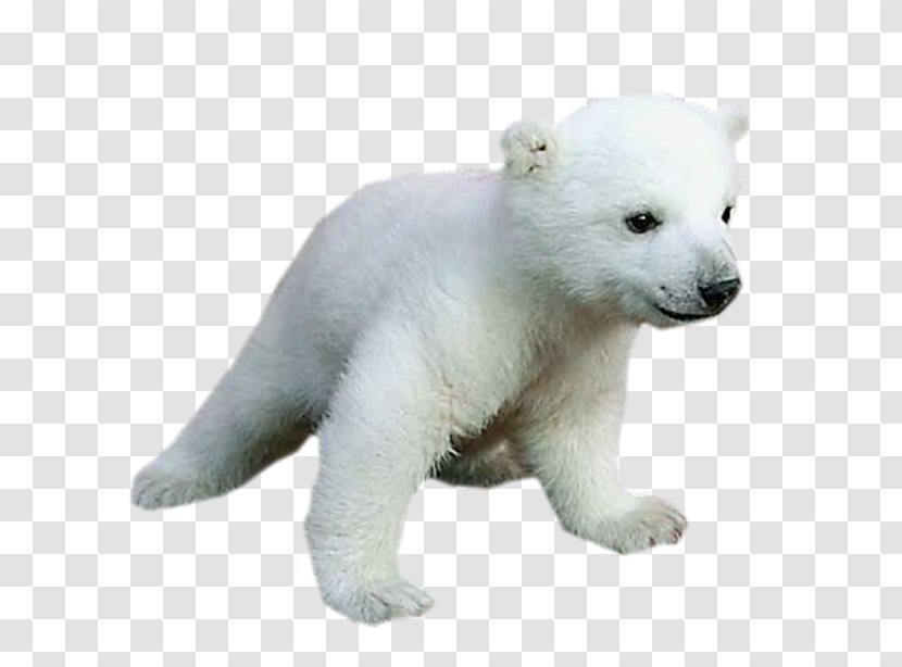 Polar Bear Baby Animals For Kids - Giant Panda Transparent PNG