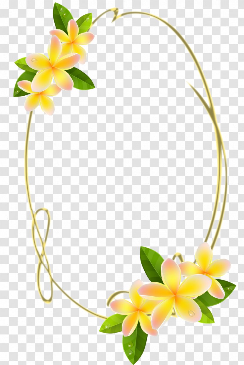 Frangipani Royalty-free Stock Photography Clip Art - Footage - Oval Transparent PNG