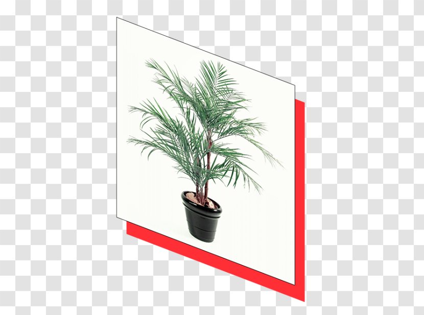 Date Palm Areca Flowerpot Houseplant Arecaceae - Vert Espace Transparent PNG