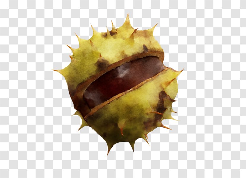 Leaf Close-up Chestnut - Organism Transparent PNG