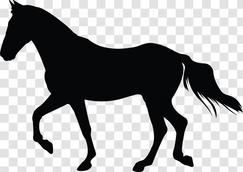 Mustang Foal Silhouette Pony Stallion Transparent PNG