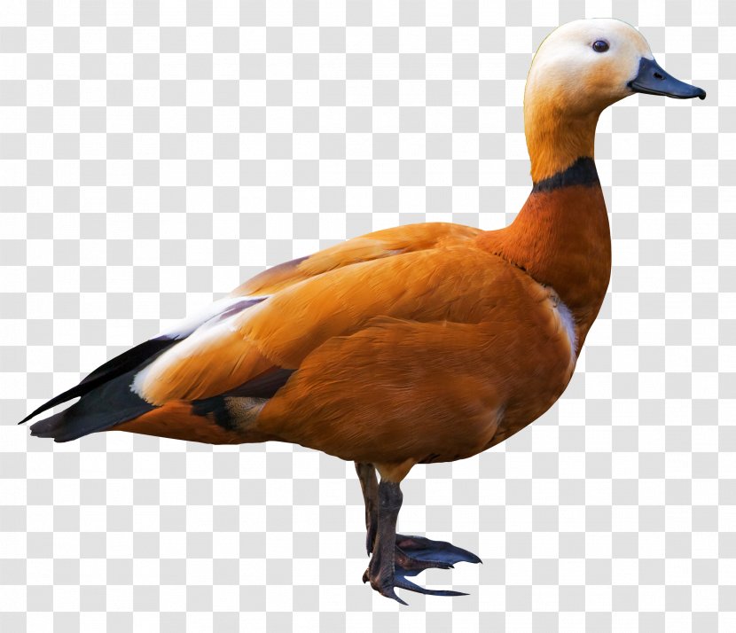 Ruddy Shelduck Goose Bird - Anatidae Transparent PNG