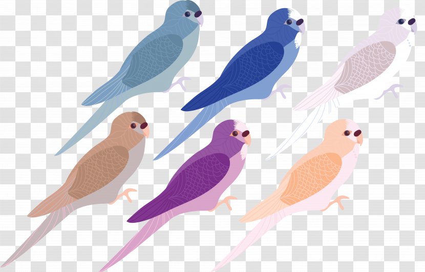 Bird Download - Finch - Painted Transparent PNG