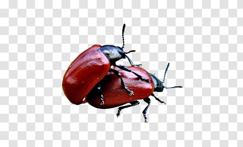 Leaf Beetles Weevil Ladybird Beetle Page - Pest Transparent PNG