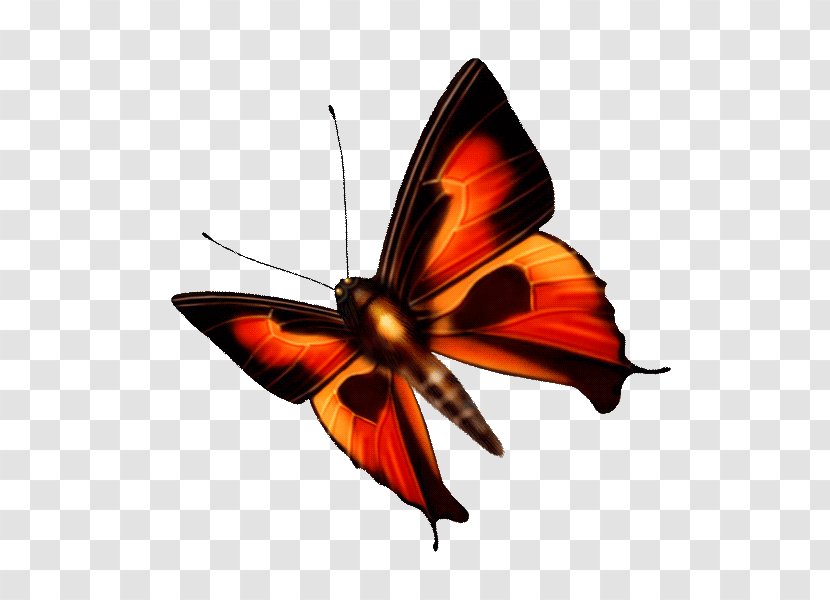Butterfly Image Blog Insect - Invertebrate - Mariposa Fondo Transparente Transparent PNG