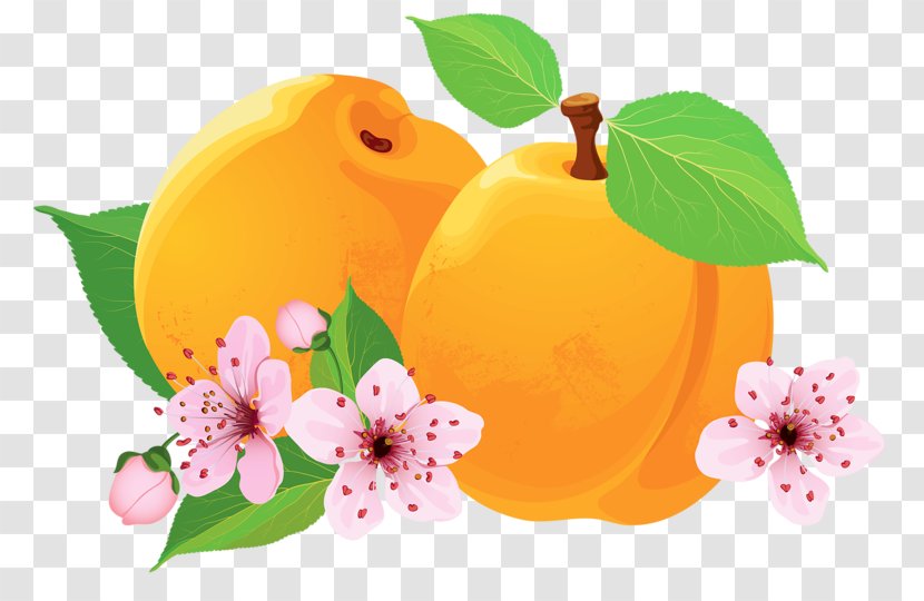 Asian Pear Peach Apricot - Orange - Peaches And Transparent PNG