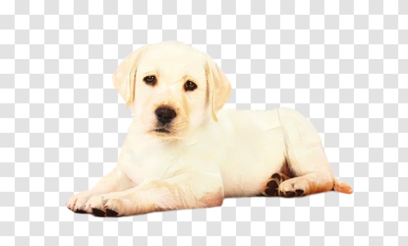 Golden Retriever Background - Labrador - Fur Rare Breed Dog Transparent PNG