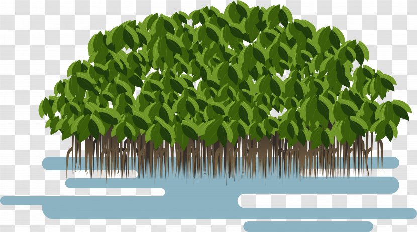 Avicennia Germinans Loop-root Mangrove Marina Euclidean Vector - Tree - Lush Trees Transparent PNG
