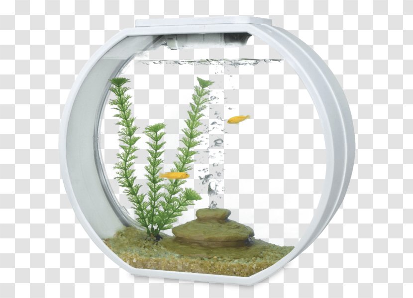 Aquarium Filters Siamese Fighting Fish Aquariums - Tropical - Tank Transparent PNG