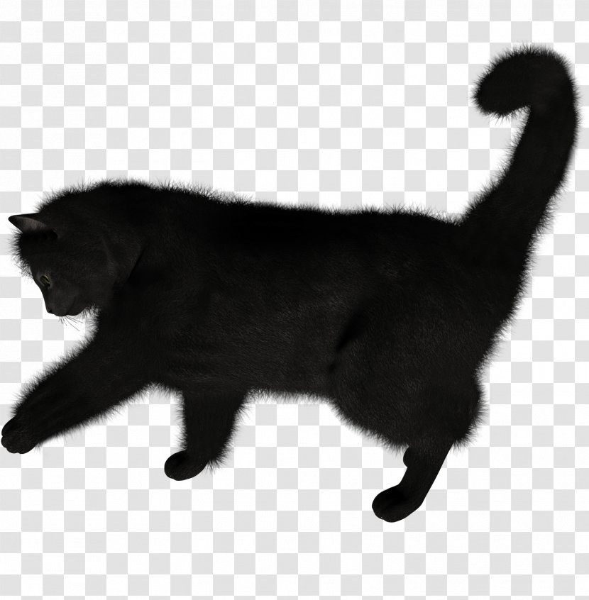 Kitten Siamese Cat Himalayan Persian - Image Resolution Transparent PNG