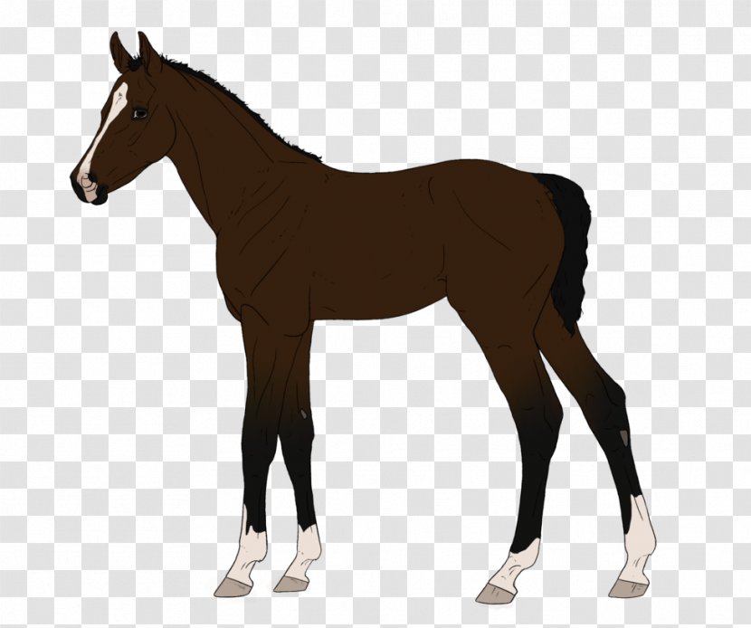 Fjord Horse & Pony Breeds Equestrian - Livestock - Smartpak Transparent PNG