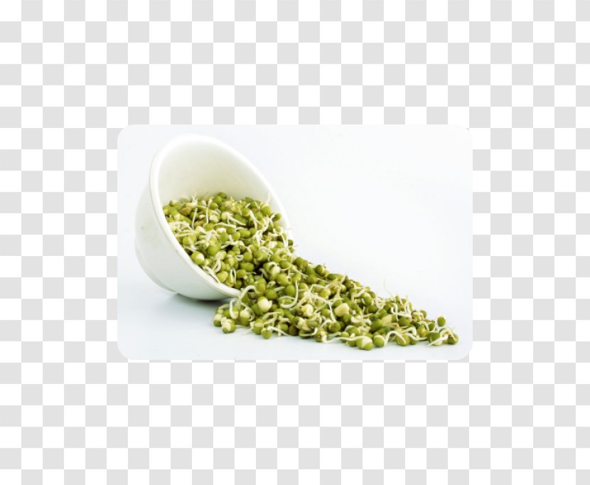 Raw Foodism Sprouting Mung Bean Sprout Nutrition - Vegetable Transparent PNG